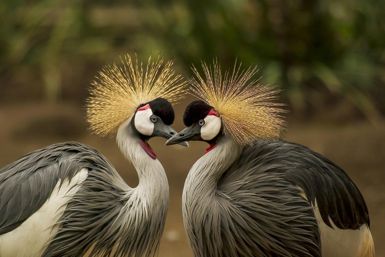 Animal 5
